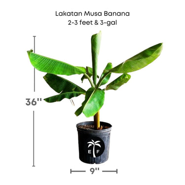Lakatan Musa Banana Plant